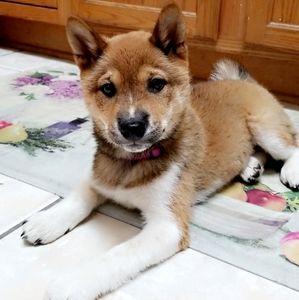 Meet your Posher, Ariana